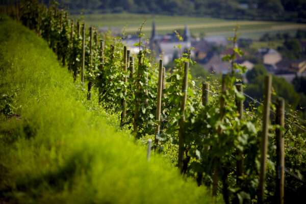Domaine Thill Château de Schengen