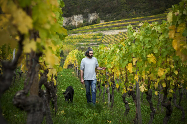 Winery Jeff Konsbrück