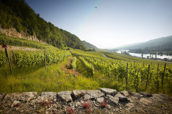 Clos des Rochers