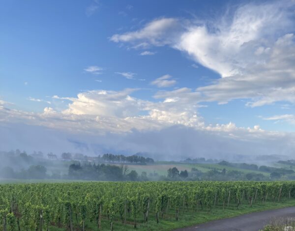 Domaine Mathis Bastian