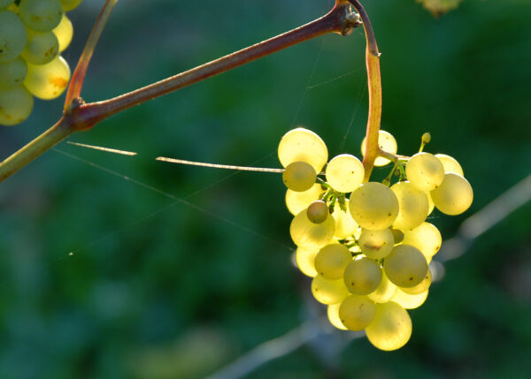 Kanecher Biowäifest